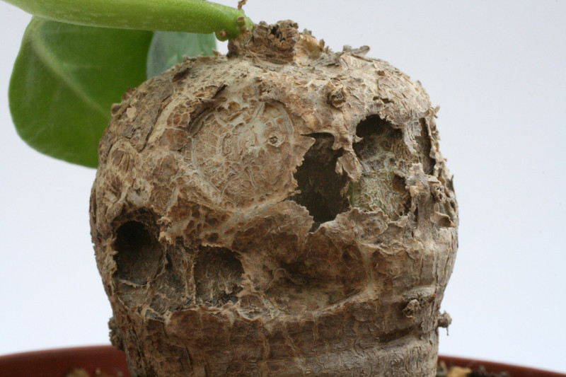 pterodiscus angustifolius 9684