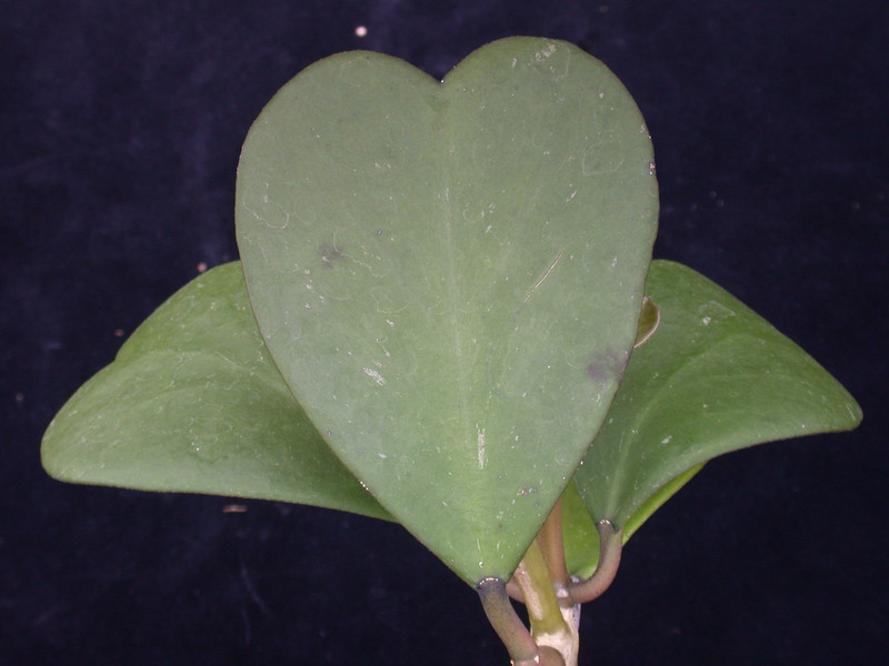 hoya kerrii 2
