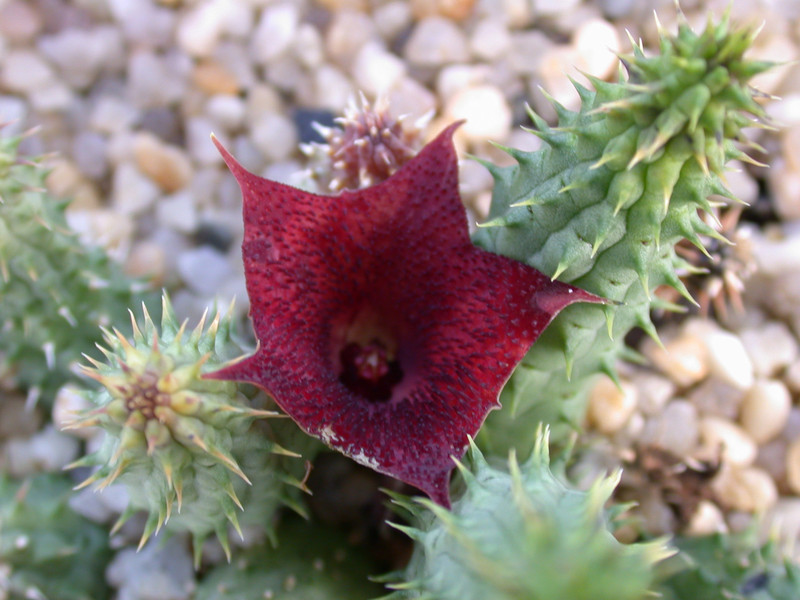 huernia angolensis01