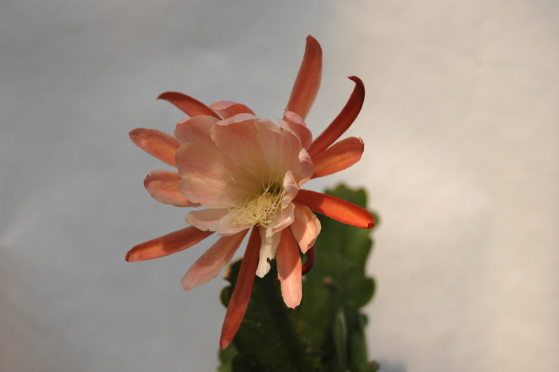 eh erny soehlemann 27 03
