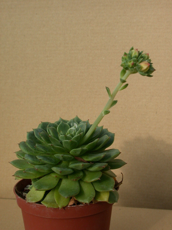 echeveria x derenosa 01
