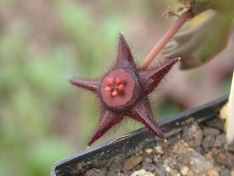 duvalia maculata d1832 victoria west 02