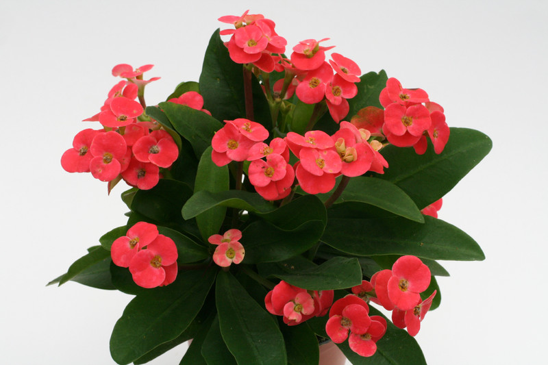 euphorbia milii kronos 1162