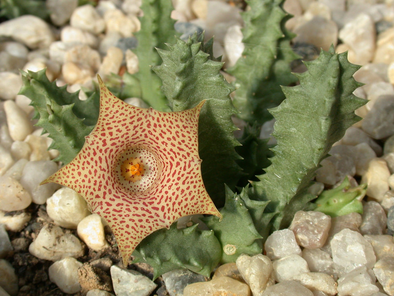 huernia echidnopsioides