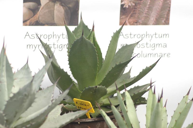 agave chiapensis