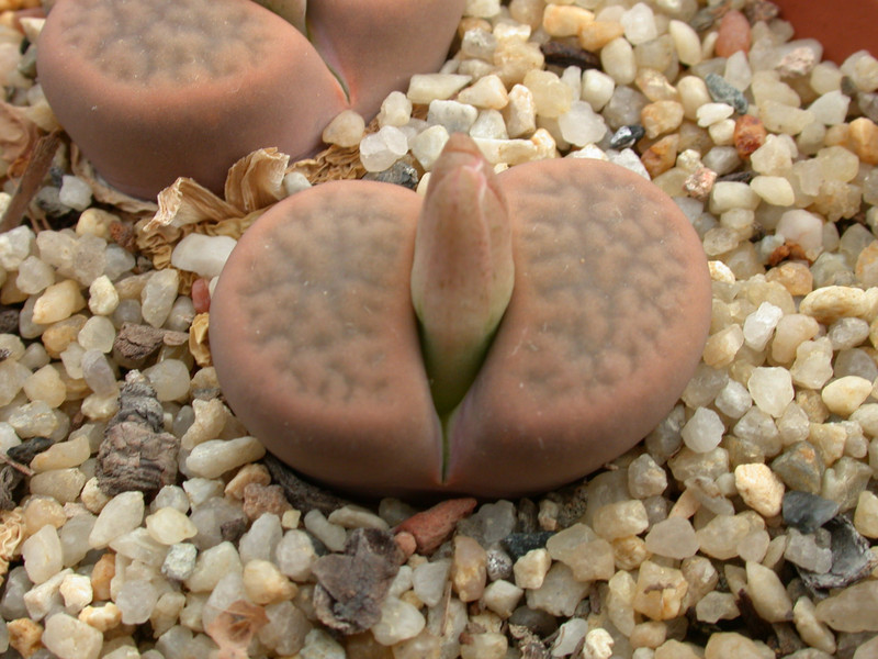 lithops hookeri subfenestrata 02