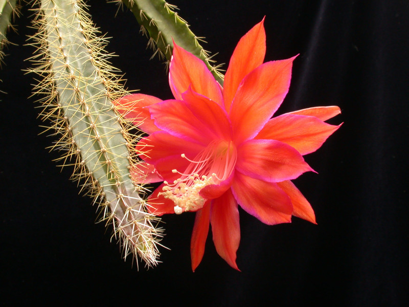 aporocactus gundel paetz02