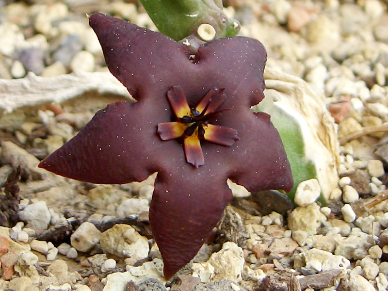 stapelia vetula d doorns 0080