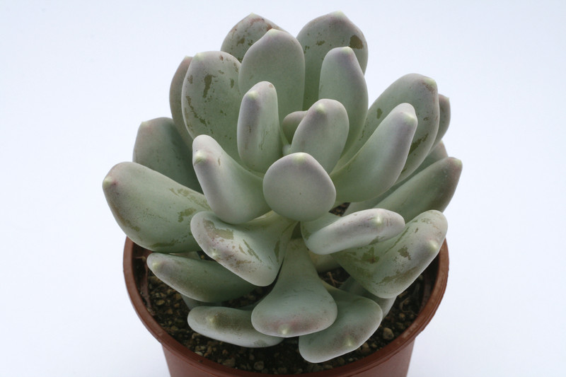pachyphytum glutinicaule 7969