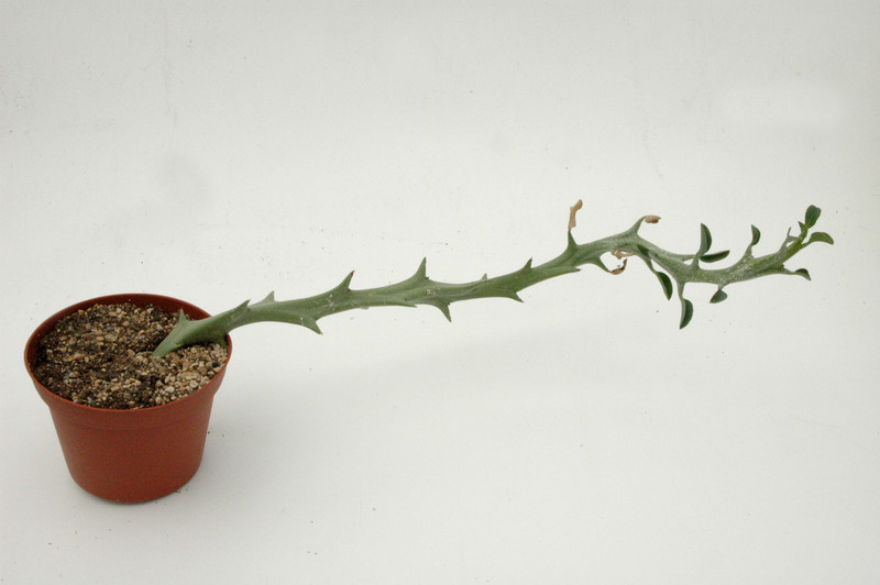 euphorbia hamata 03