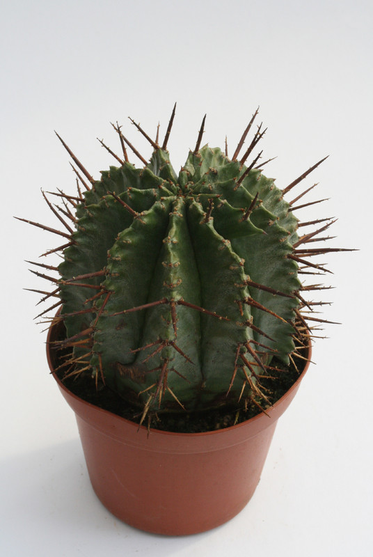 euphorbia horrida striata 6804