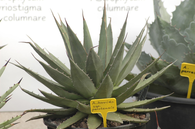 agave horrida perotensis 01