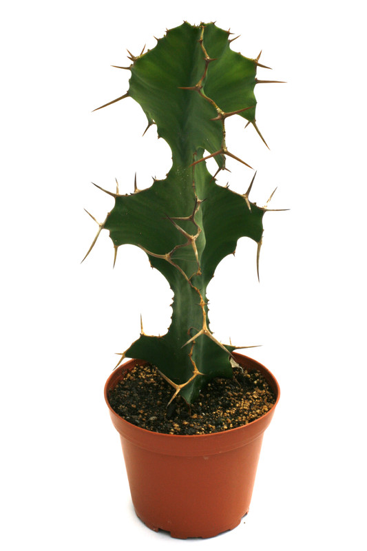 euphorbia grandicornis 0397