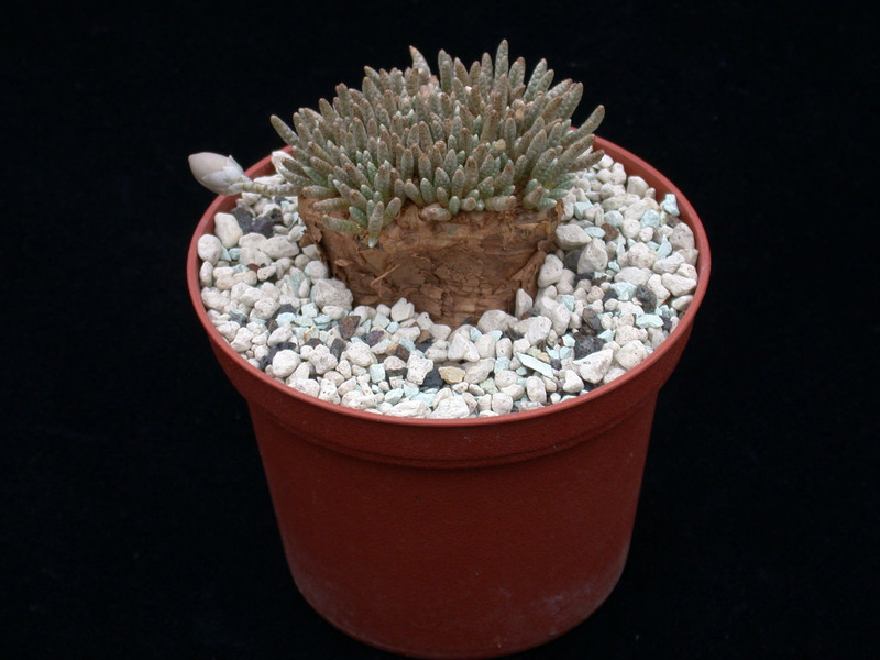 anacampseros alstonii 01