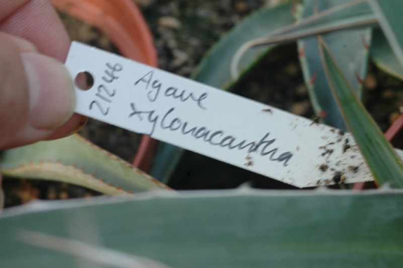 agave xylonacantha 8464
