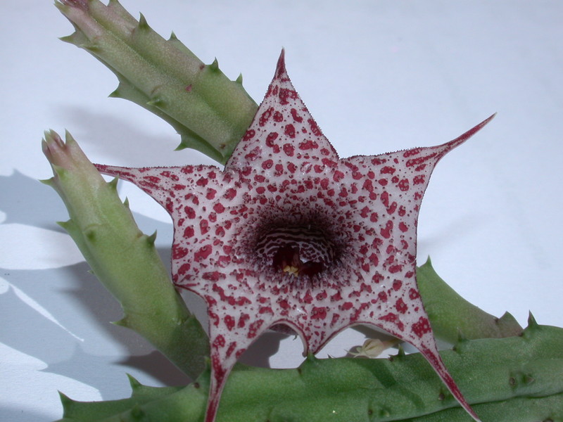 huernia boleana es2310 06