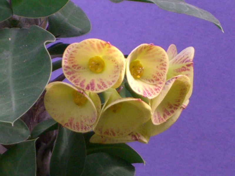 euphorbia horombensis 0146