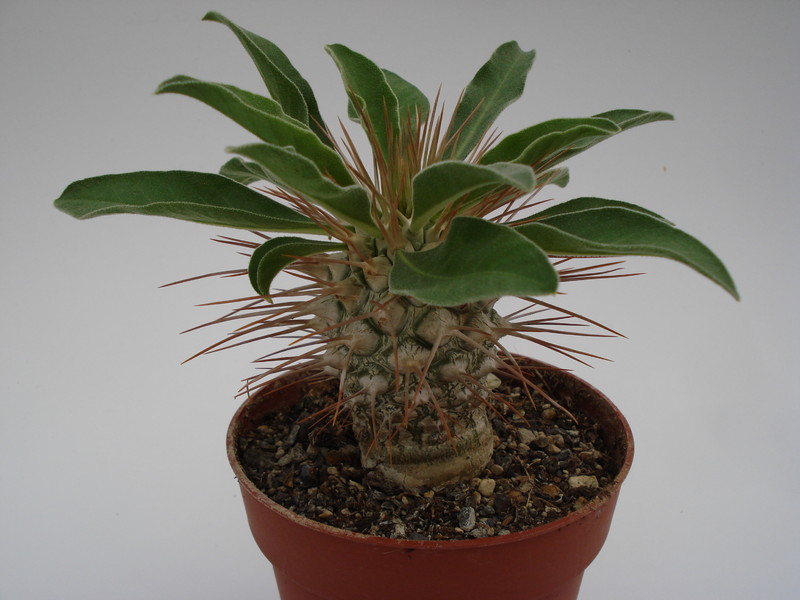 pachypodium namaquanum 748