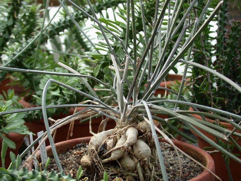 seyringia multiflora