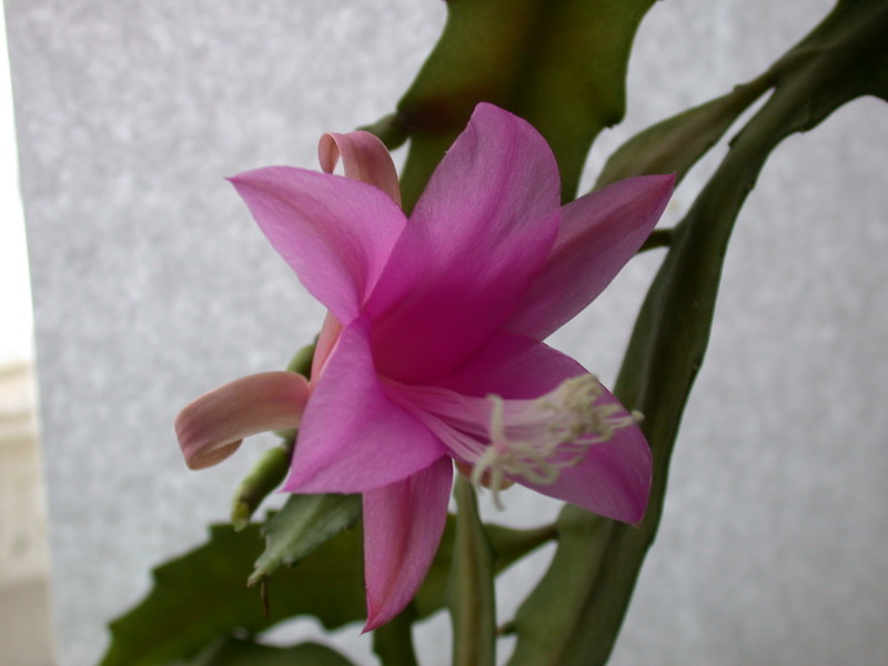 disocactus nelsonii l89 40 9645