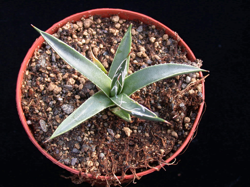 agave schottii mazatzal mts 01