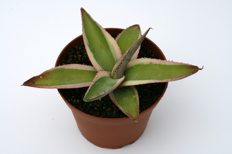 agave guiengola creme brulee 0696