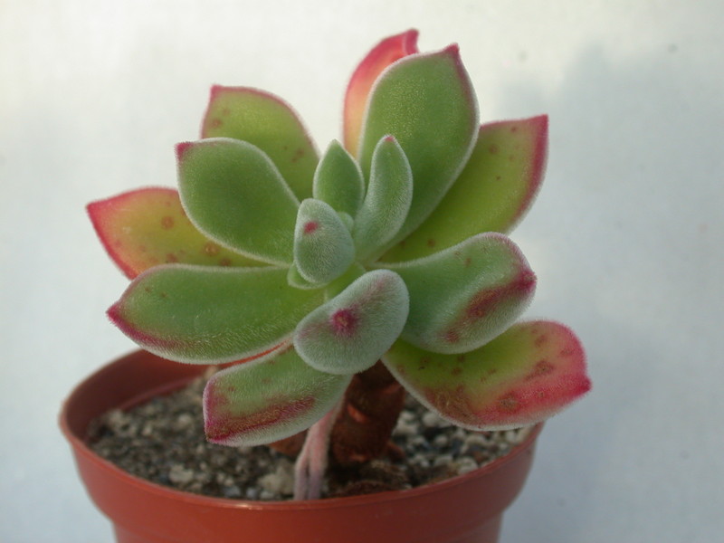echeveria pulvinata 9975