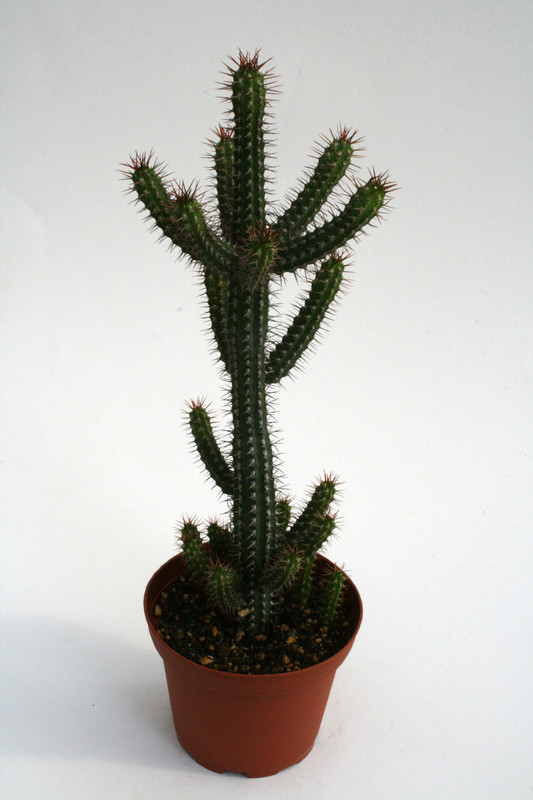 euphorbia baionensis 6818
