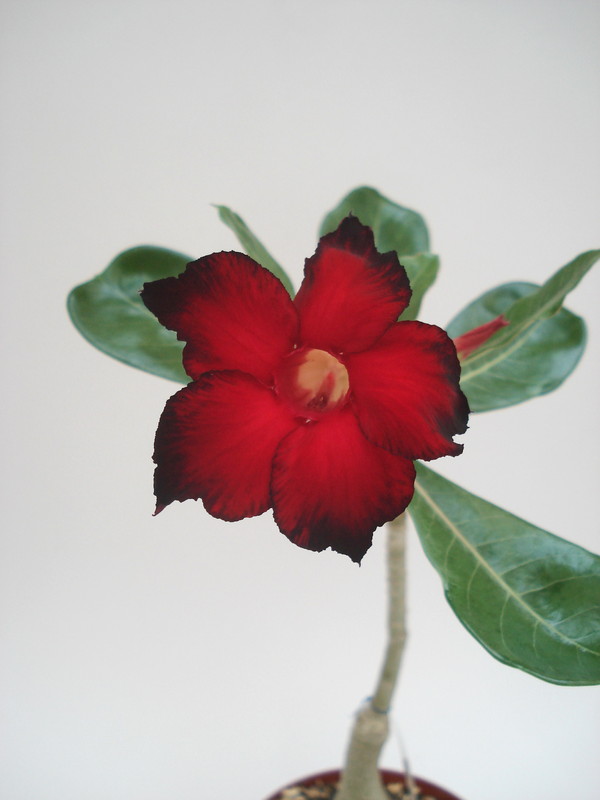 adenium shangri la 02