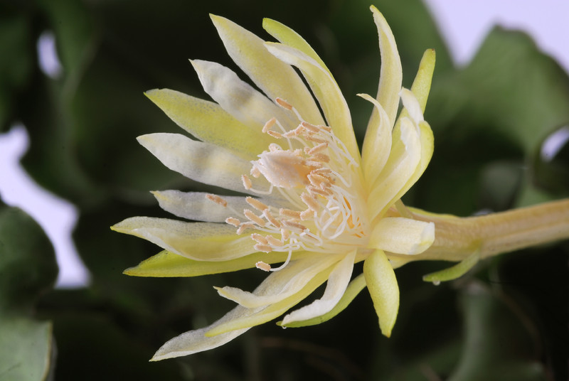 epiphyllum guatemalense monstrosa 111