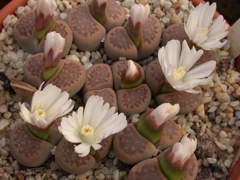 lithops hallii c318 02