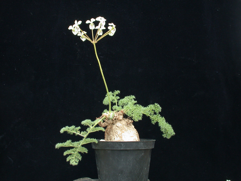 pelargonium triste 05