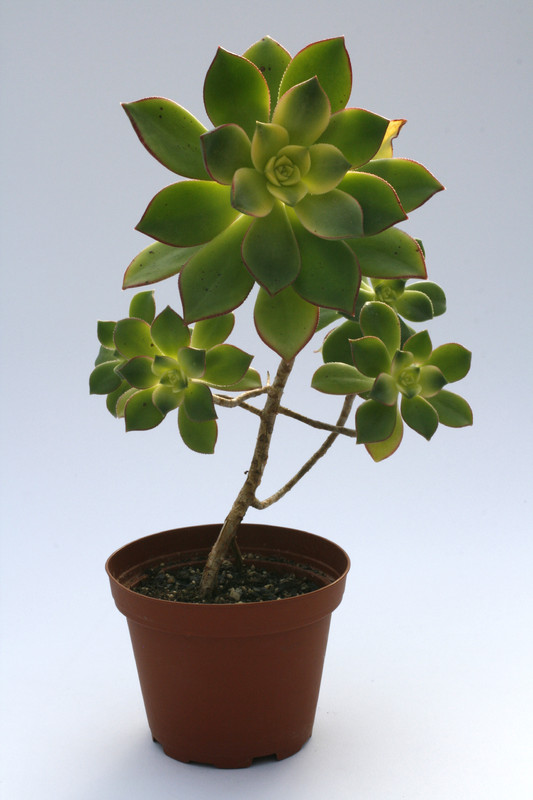 aeonium haworthii variegata 8011