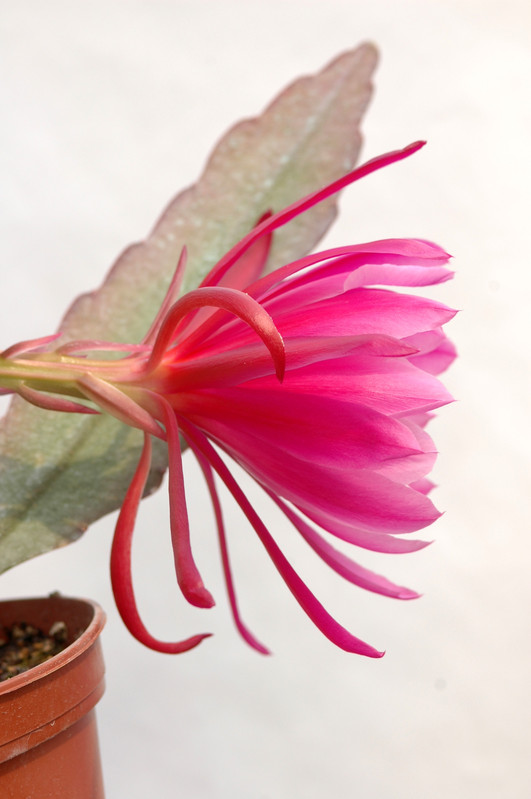 eh epiphyllum society of america 146 04