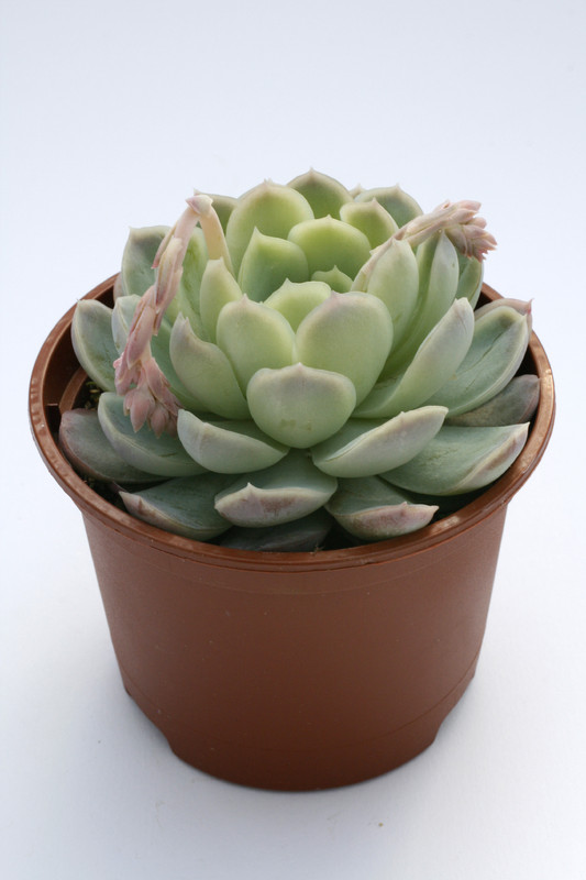 echeveria aff chihuahuensis 7939