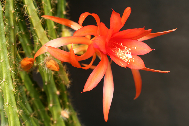 aporocactus englische hybride 31 0019