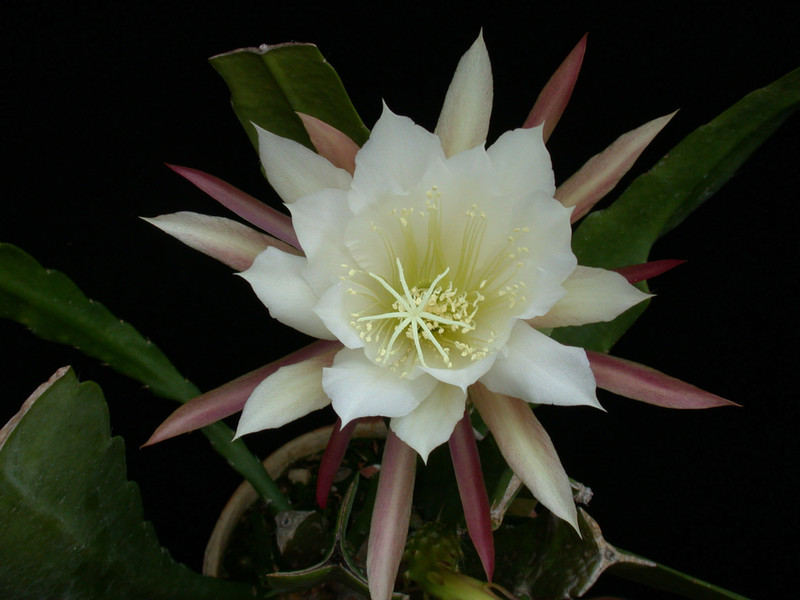 eh frau adelheid nicolai 5060 2