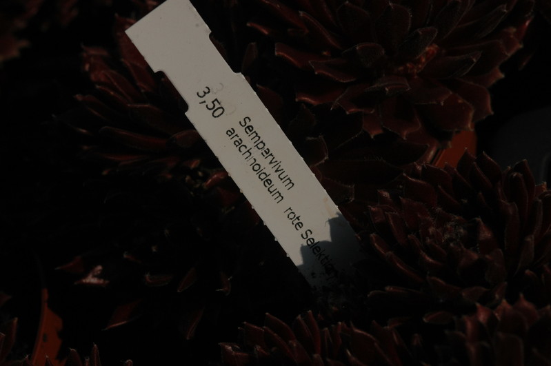 sempervivum arachnoideum rote selektion 1385