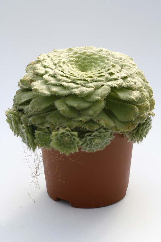 aeonium tabuliforme naturhybride 8001