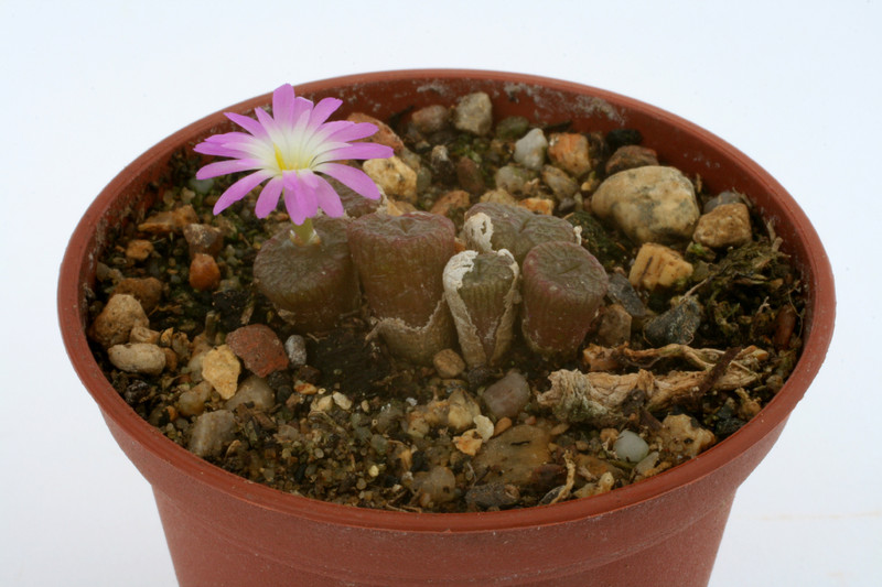 conophytum ectypum brownii ratelpoort 2781