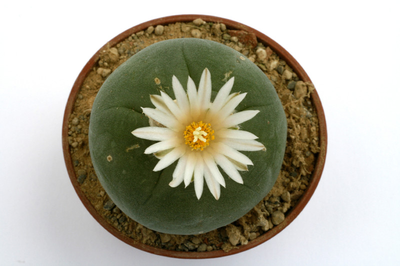 lophophora diffusa 0471