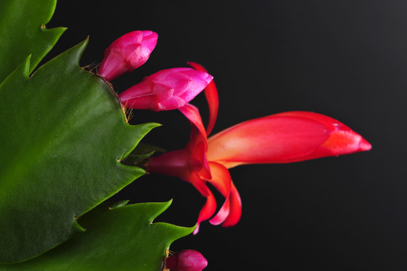schlumbergera red flame 001