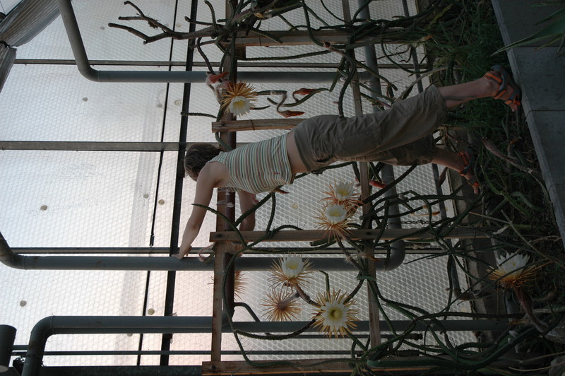 selenicereus grandiflorus aufbluehen 1444