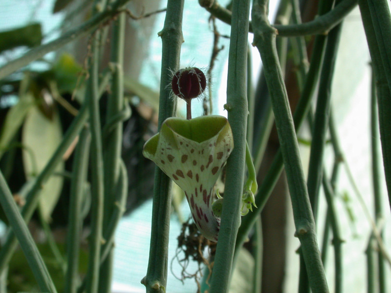 ceropegia dist haygarthii