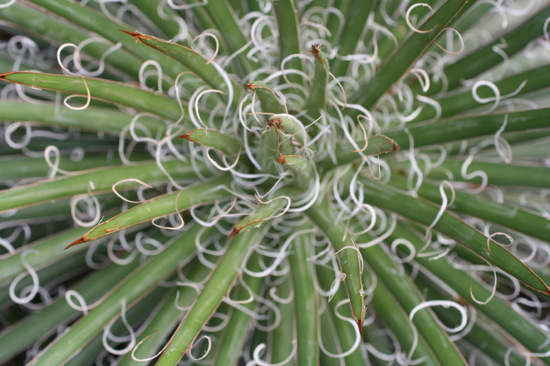 agave leopoldii 0142