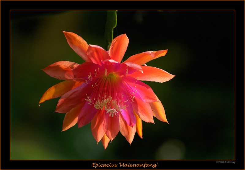 eh maienanfang dax6546 n1