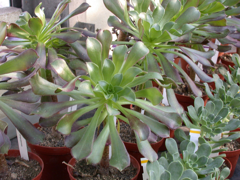 aeonium arboreum artropurp01