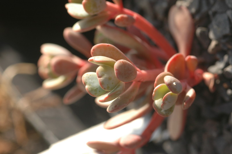 sedum paradisum 1371