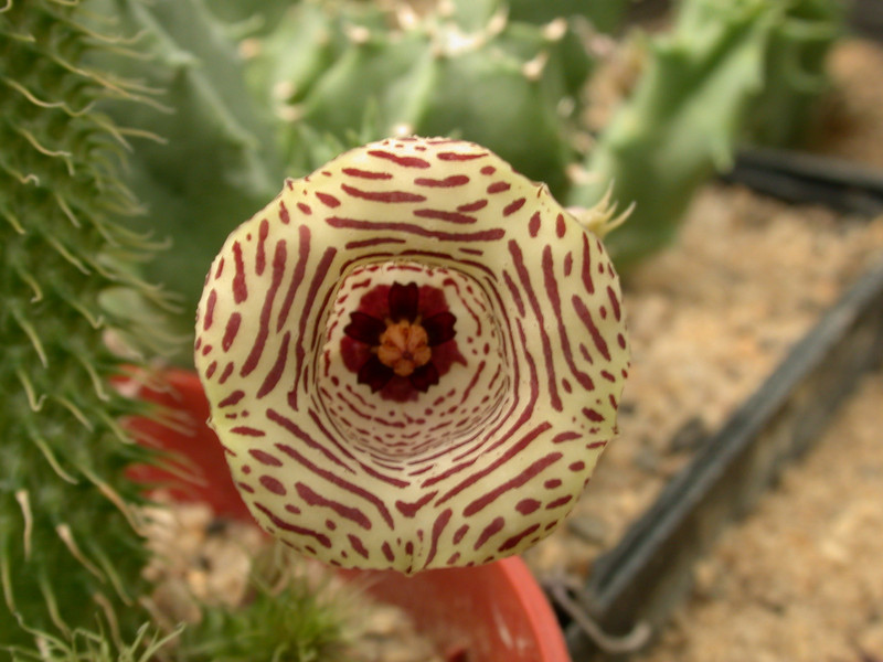 huernia thuretii d1449 01