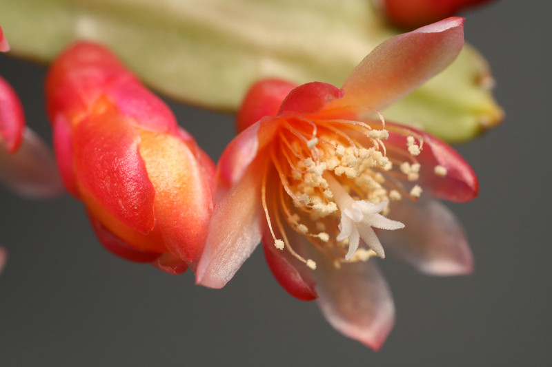 pfeiffera boliviana 0135
